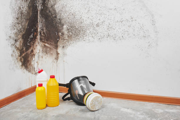 Best Mold Removal Company Near Me  in Temple, TX