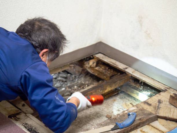 Best Same-Day Mold Removal  in Temple, TX