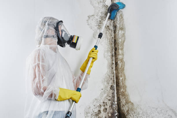 Best Affordable Mold Removal  in Temple, TX