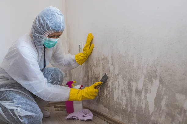 Best Mold Removal Process  in Temple, TX