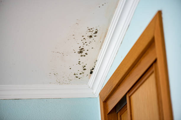 Temple, TX Mold Removal Company