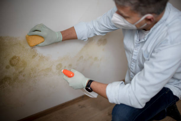 Best Mold Removal and Inspection  in Temple, TX