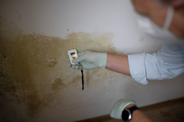 Best Mold Damage Repair  in Temple, TX