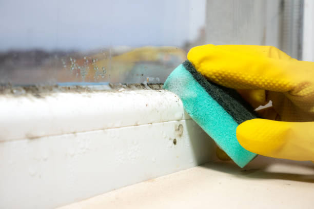 Best Home Mold Removal  in Temple, TX