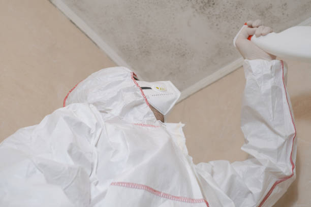 Best Commercial Mold Removal  in Temple, TX