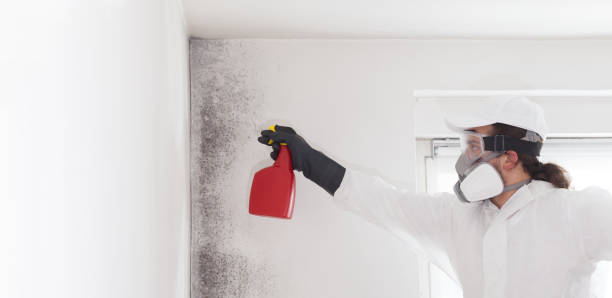 Best Professional Mold Removal  in Temple, TX