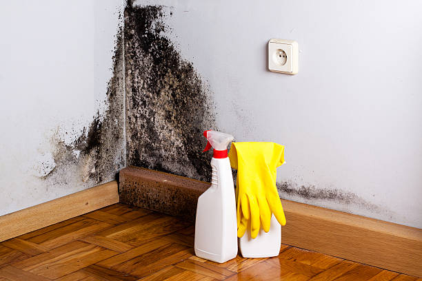 Best Local Mold Removal Service  in Temple, TX