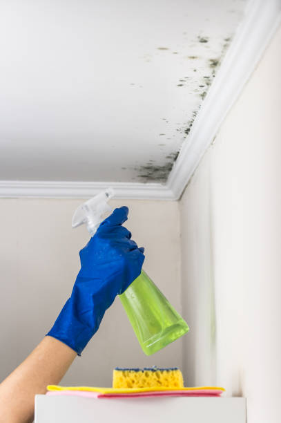 Best Mold Testing  in Temple, TX