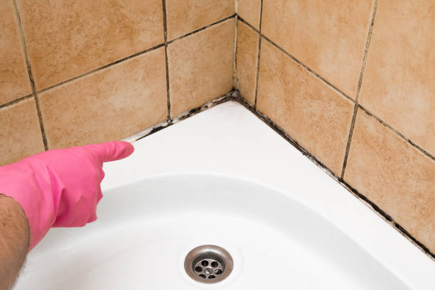 Best Mold Removal and Inspection  in Temple, TX